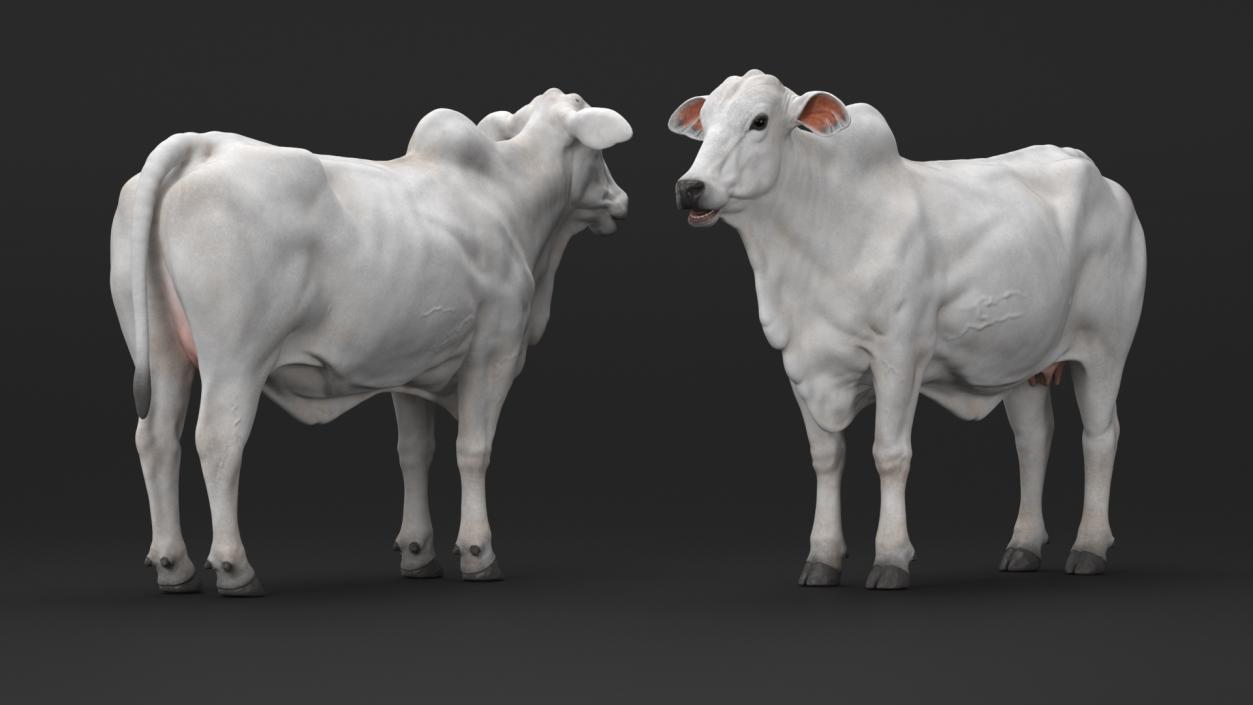 3D model Ongole Cattle Female