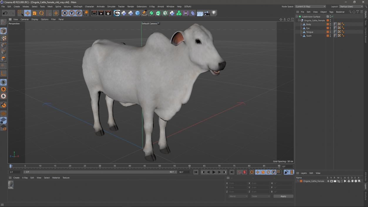 3D model Ongole Cattle Female