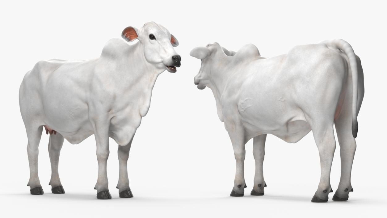 3D model Ongole Cattle Female