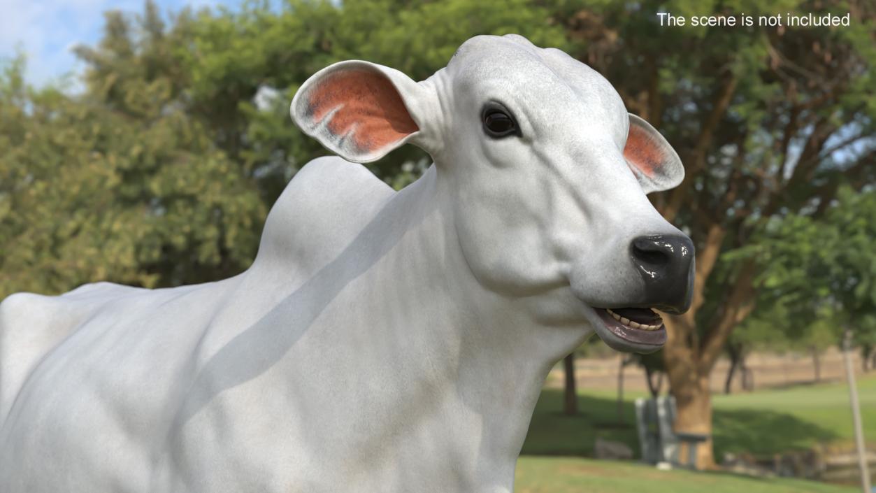 3D model Ongole Cattle Female