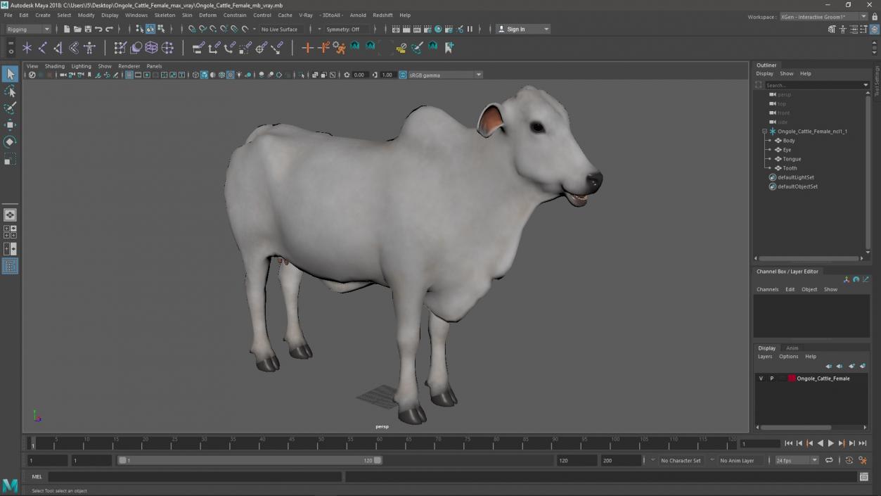 3D model Ongole Cattle Female