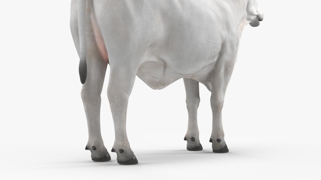 3D model Ongole Cattle Female