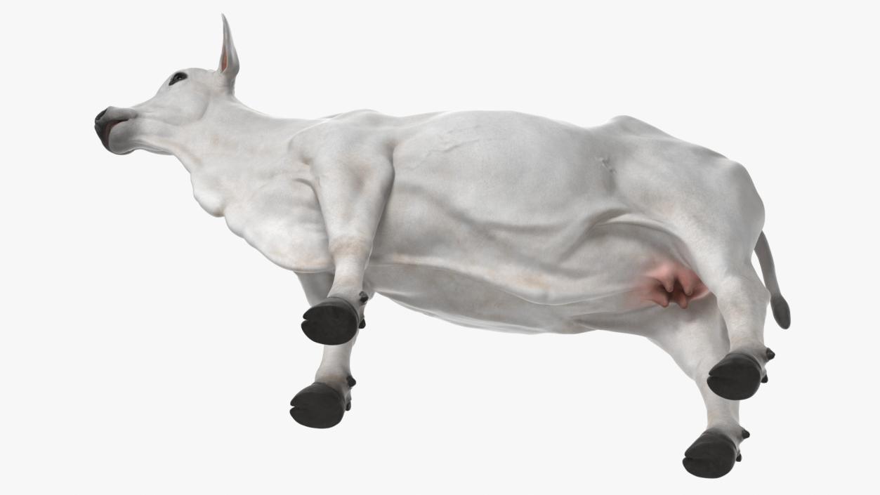 3D model Ongole Cattle Female