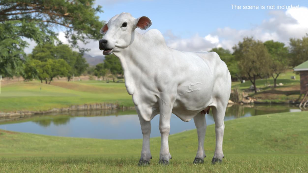 3D model Ongole Cattle Female