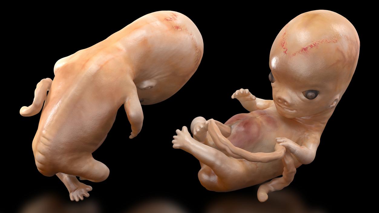 3D Embryos Full Collection model