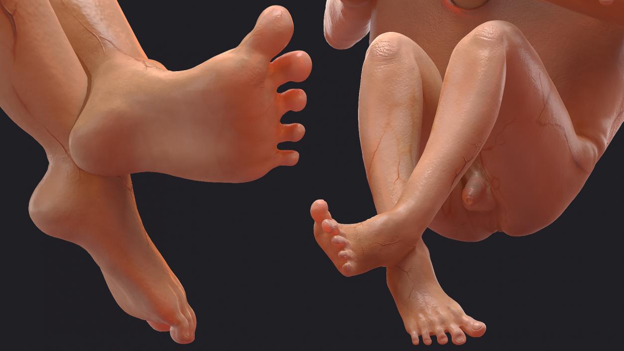 3D Embryos Full Collection model