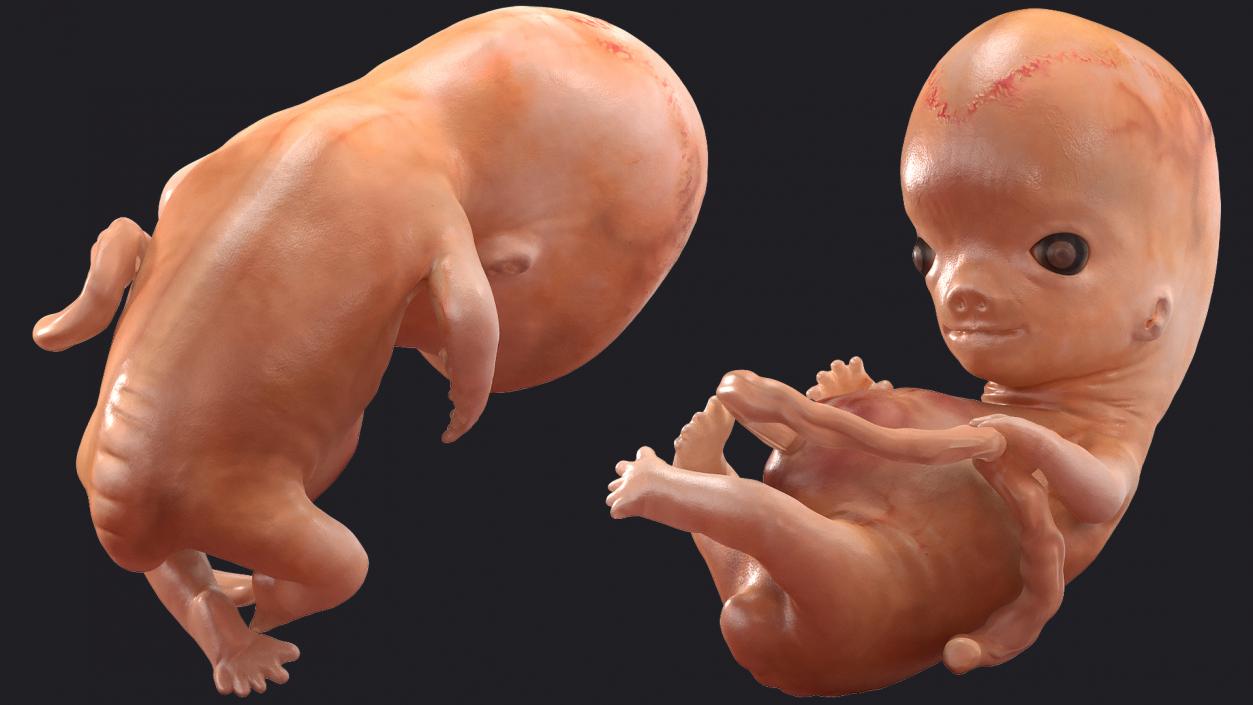 3D Embryos Full Collection model