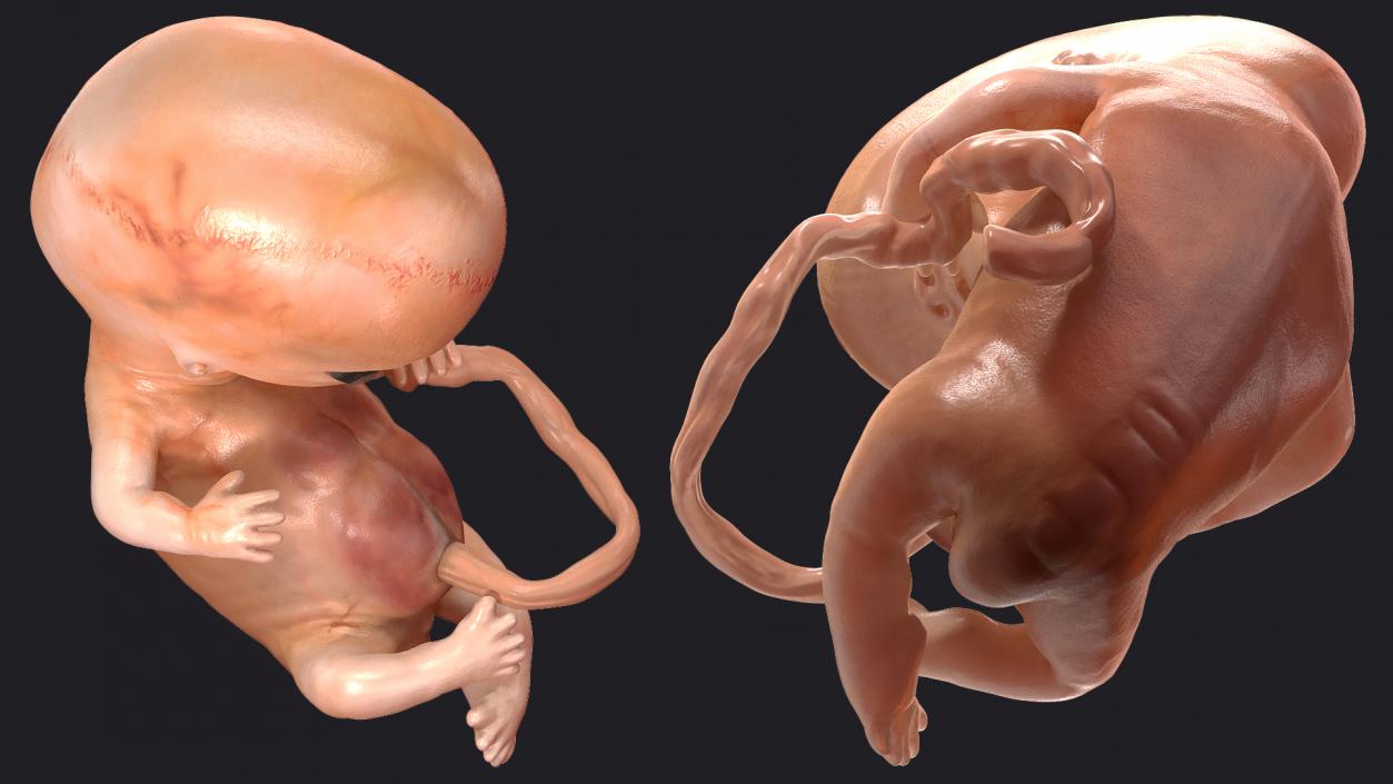 3D Embryos Full Collection model