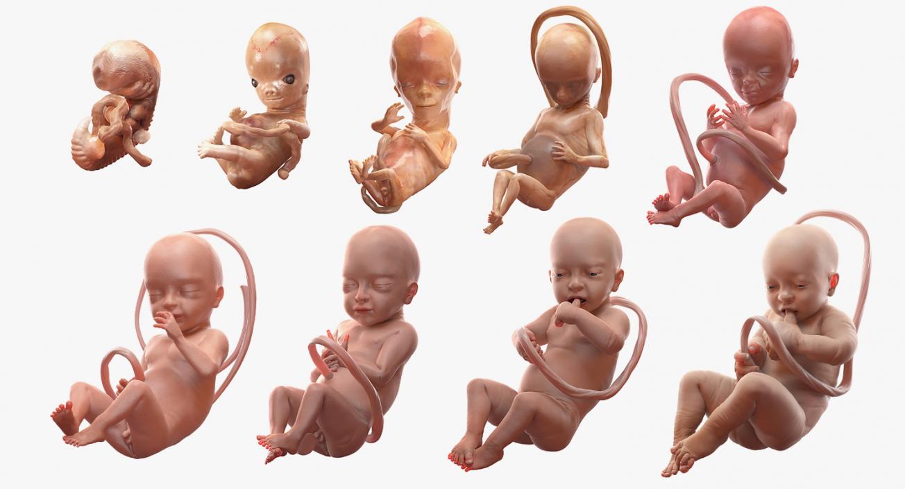 3D Embryos Full Collection model