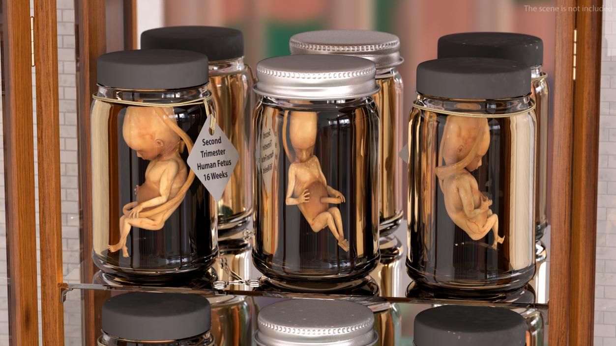 3D Embryos Full Collection model