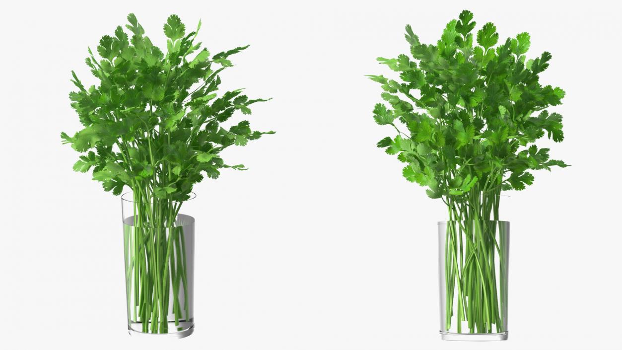 3D model Cilantro Water Glass