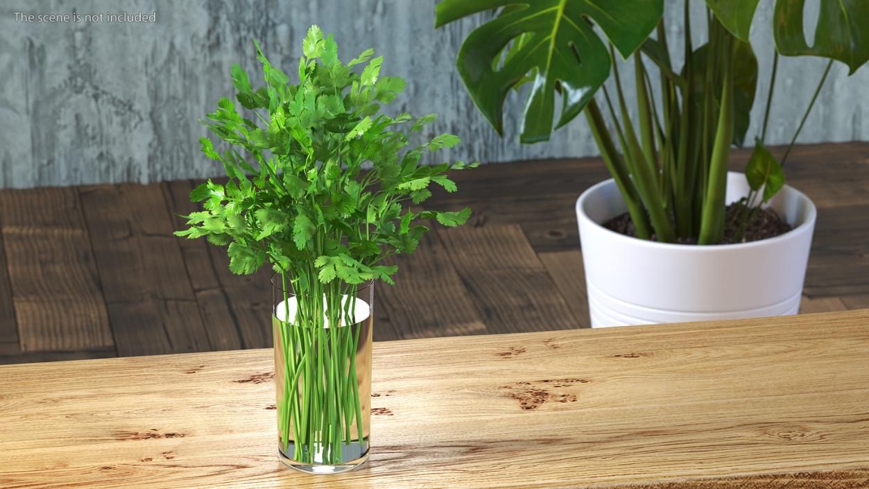 3D model Cilantro Water Glass