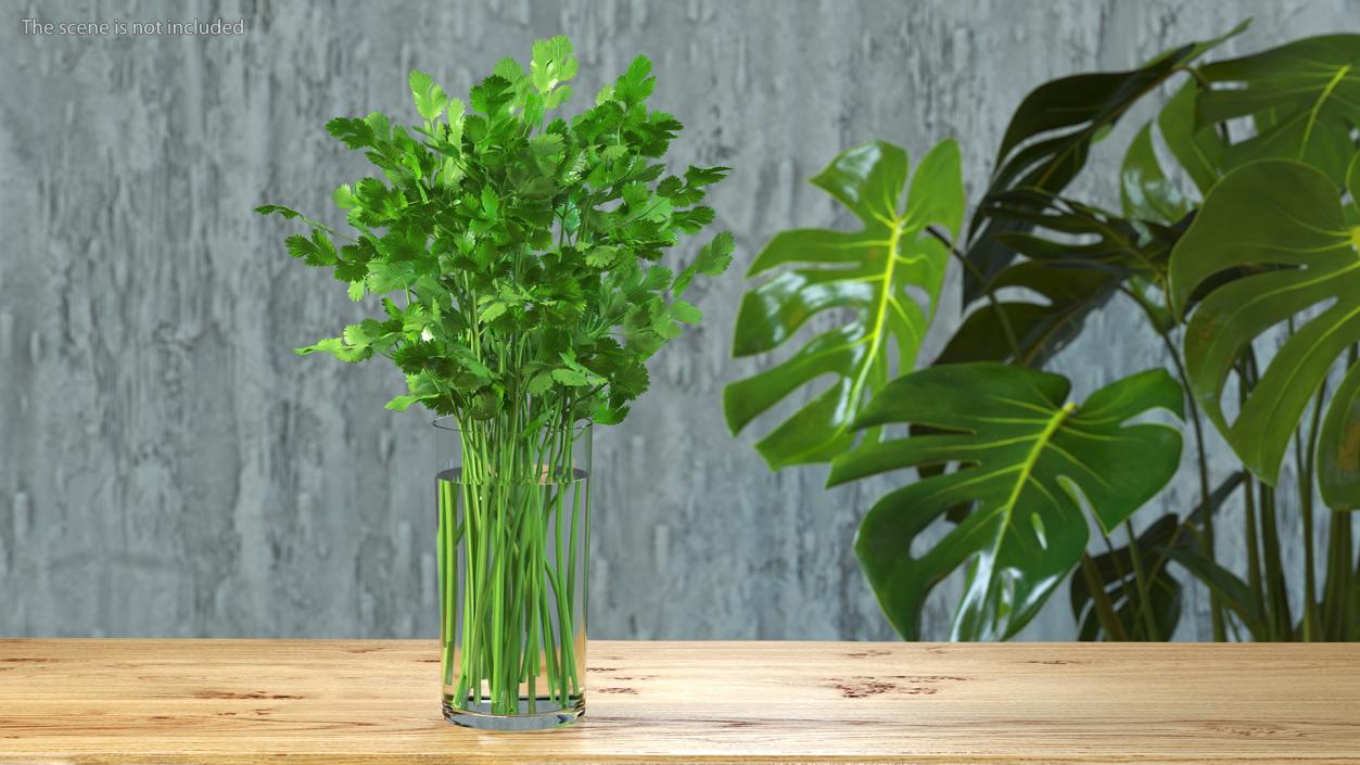 3D model Cilantro Water Glass