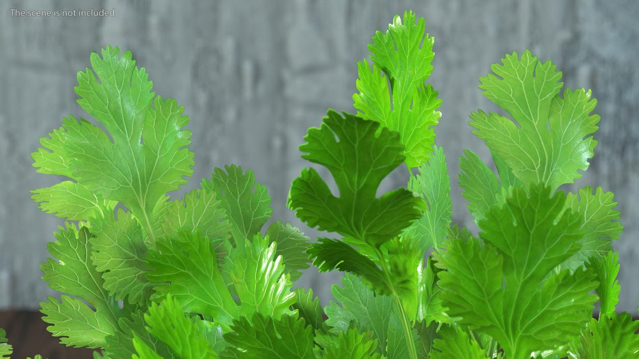 3D model Cilantro Water Glass