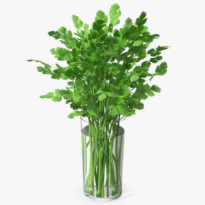 3D model Cilantro Water Glass