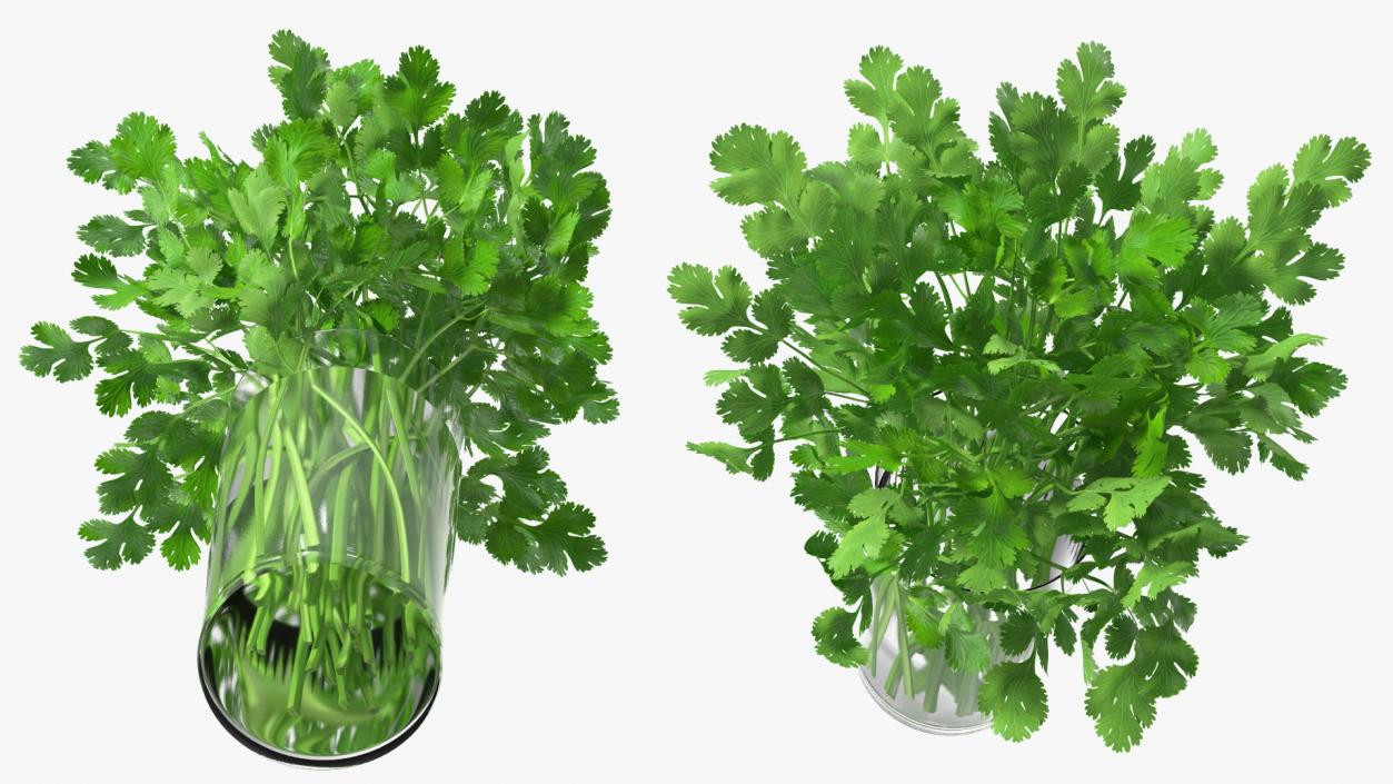 3D model Cilantro Water Glass