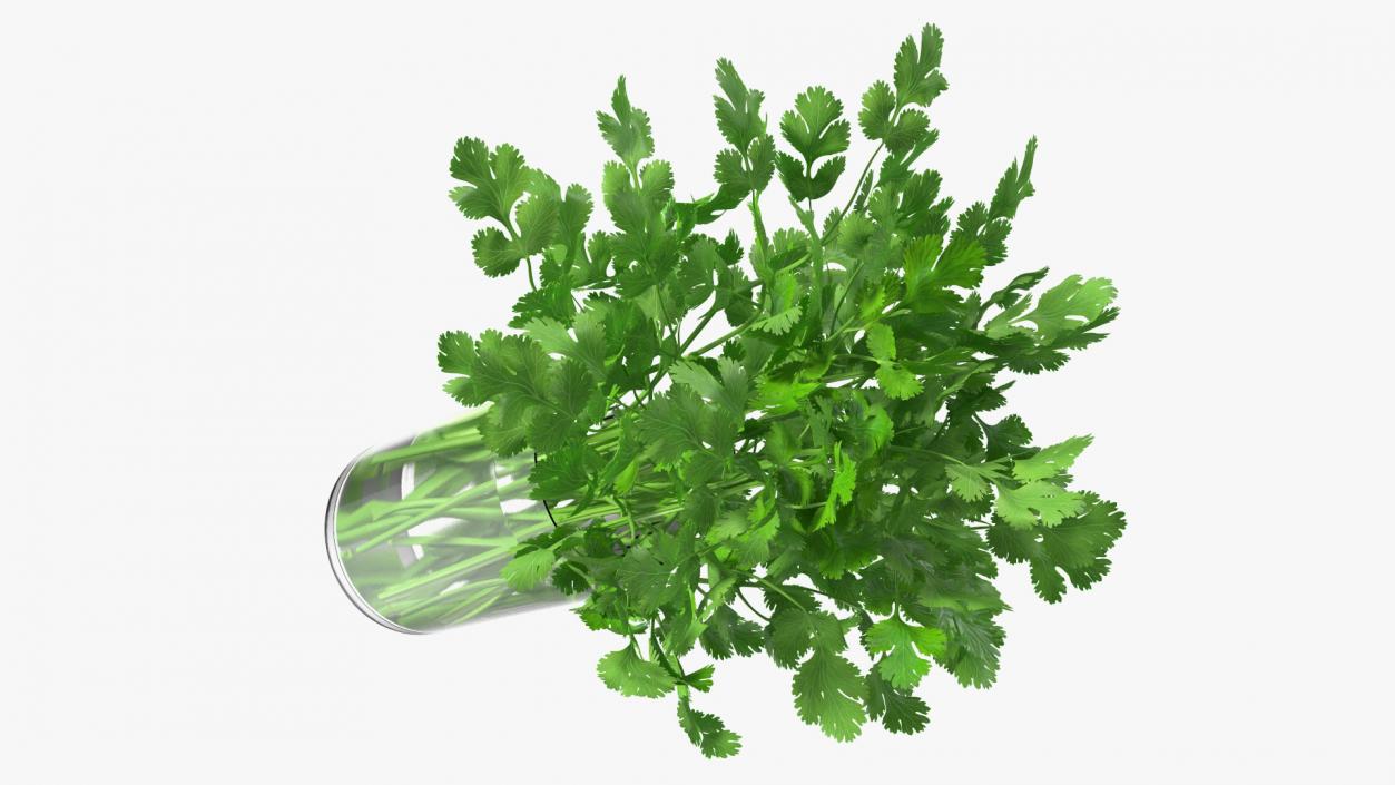 3D model Cilantro Water Glass