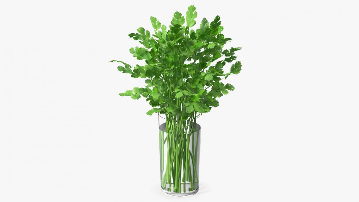 3D model Cilantro Water Glass