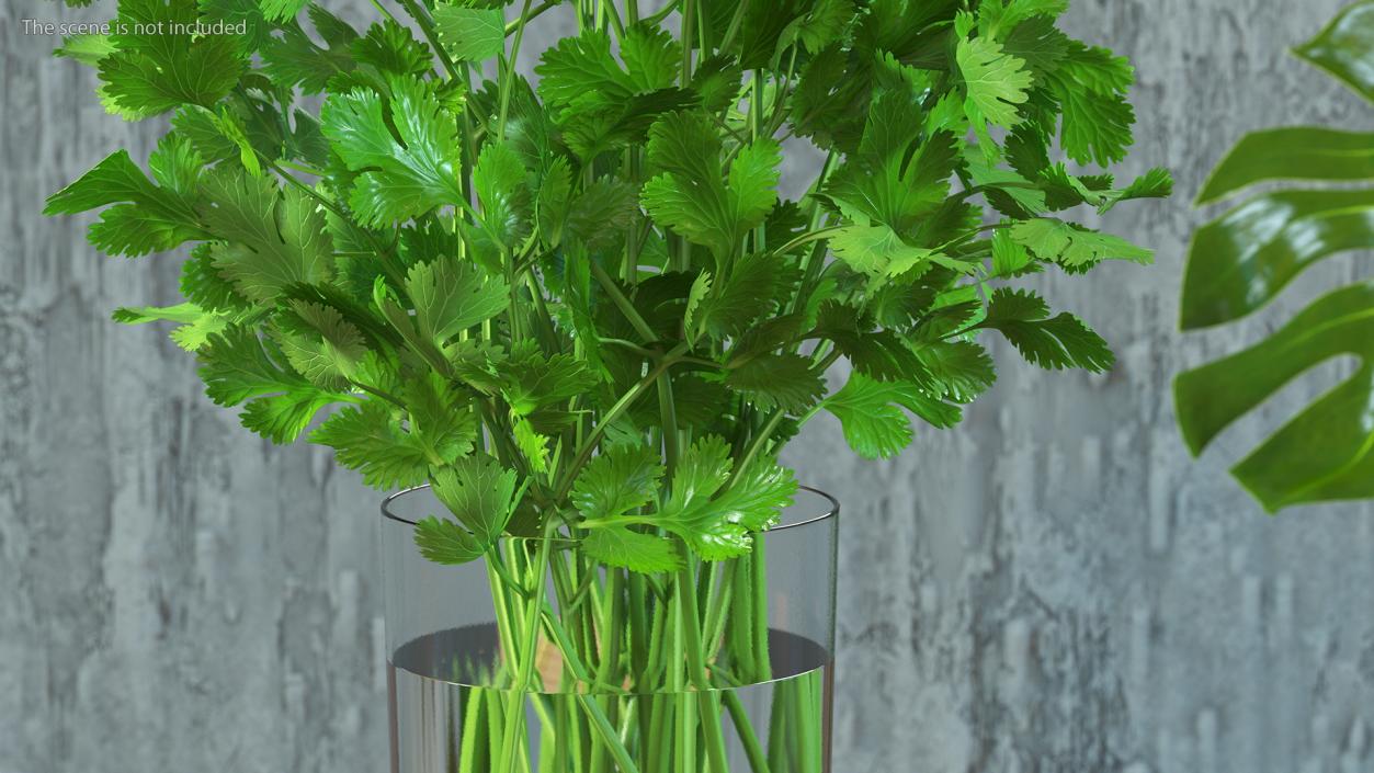 3D model Cilantro Water Glass