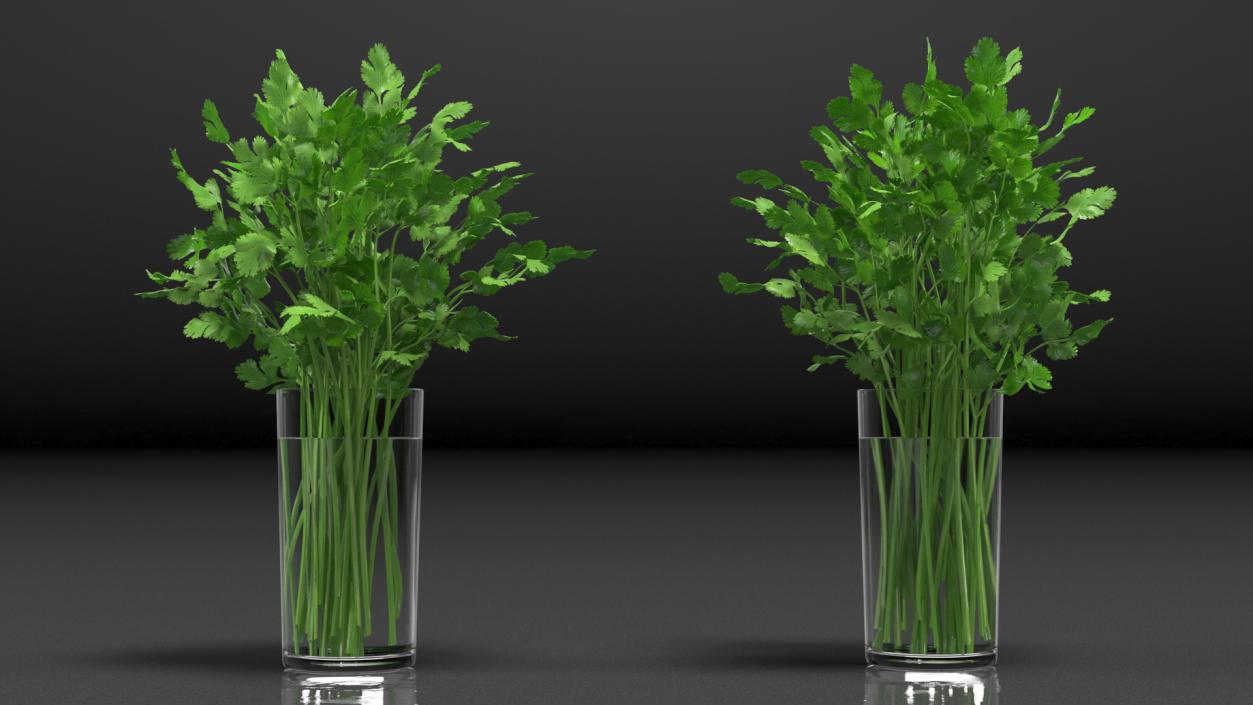 3D model Cilantro Water Glass