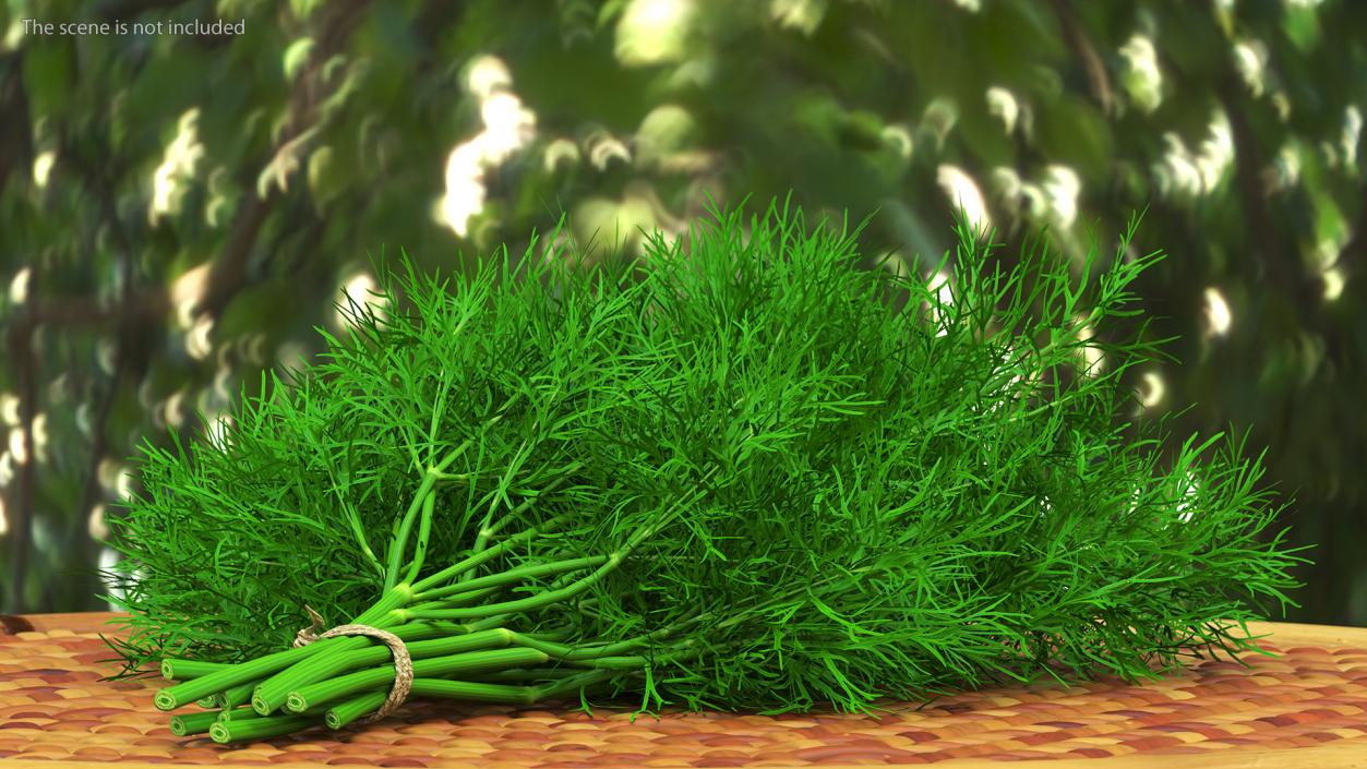 3D model Dill Bunch With Rope