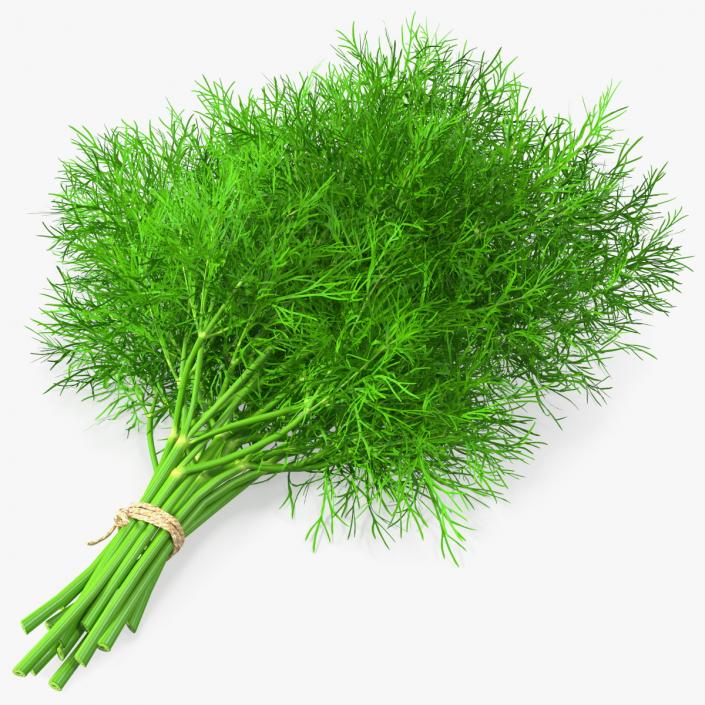 3D model Dill Bunch With Rope