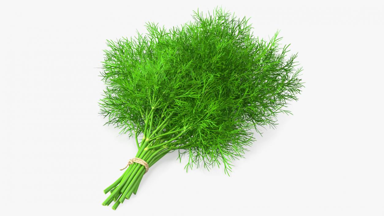 3D model Dill Bunch With Rope