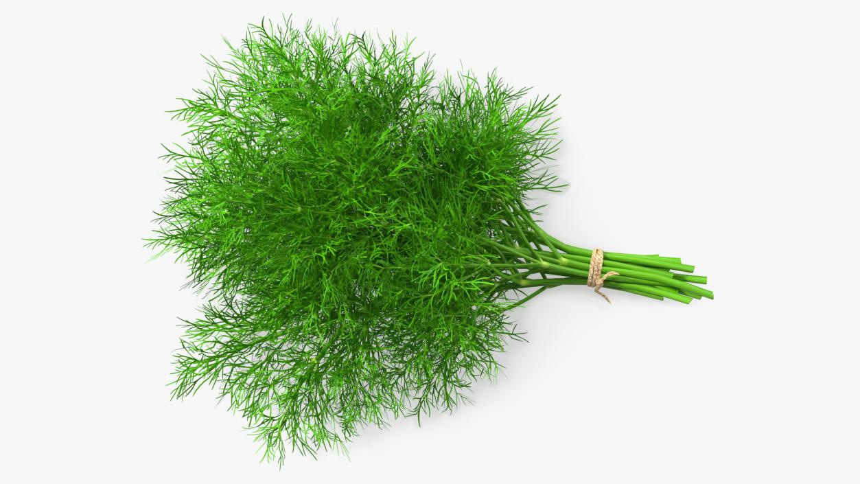 3D model Dill Bunch With Rope