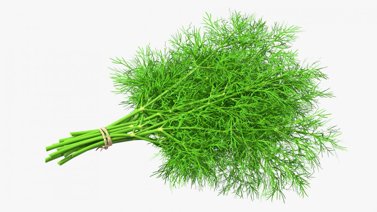 3D model Dill Bunch With Rope