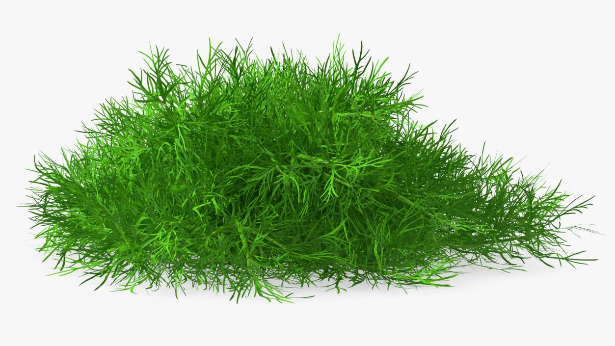 3D model Dill Bunch With Rope