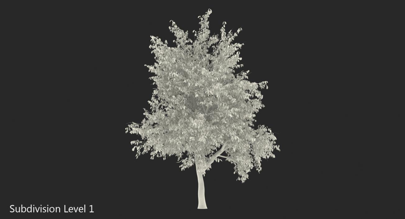 3D Autumn Pear Tree