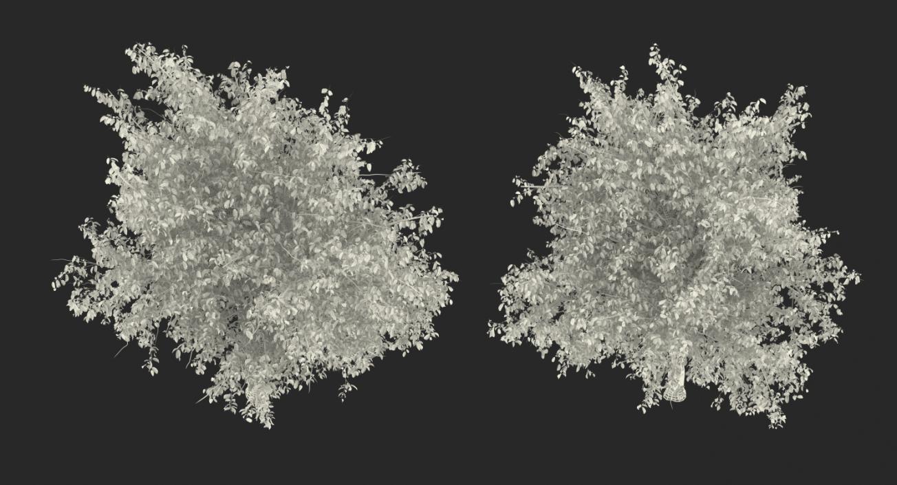 3D Autumn Pear Tree