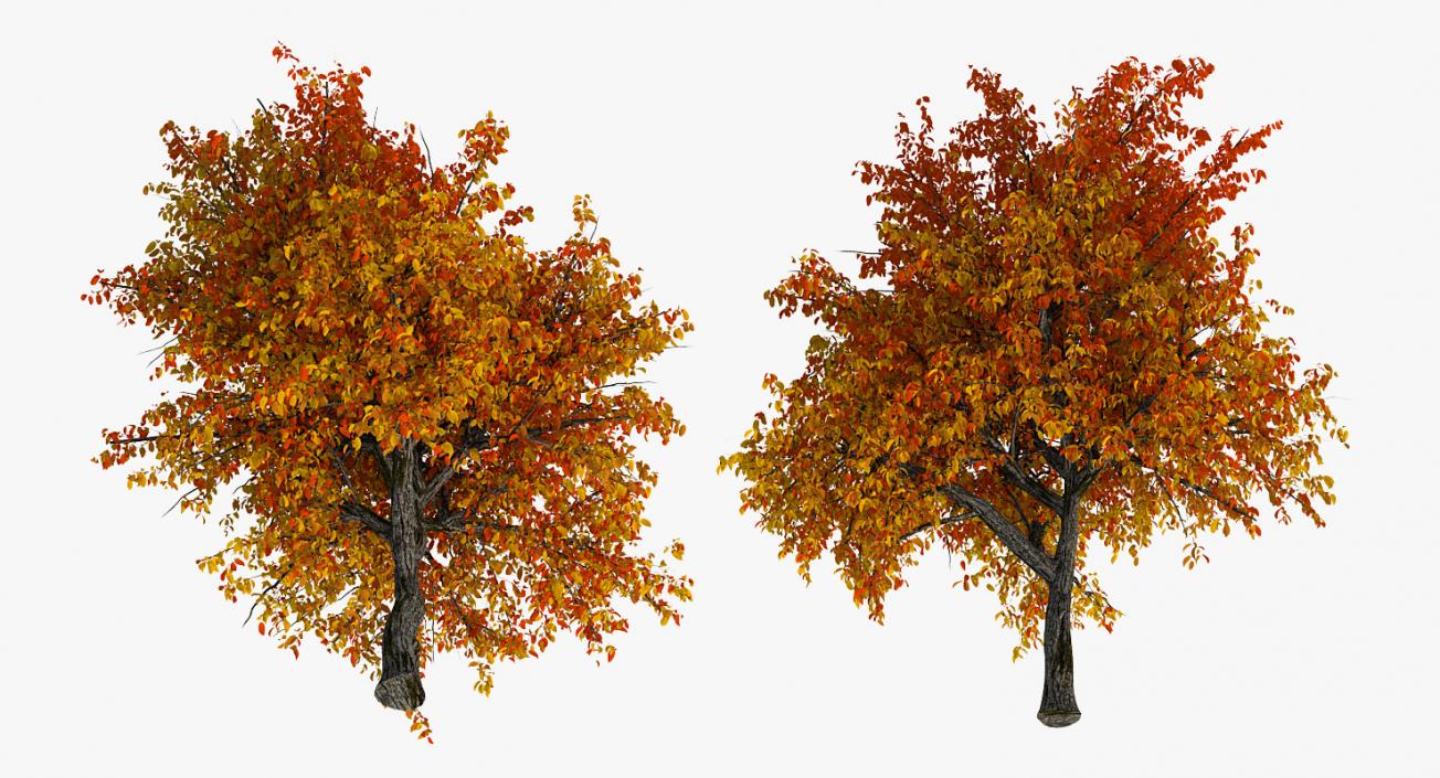 3D Autumn Pear Tree