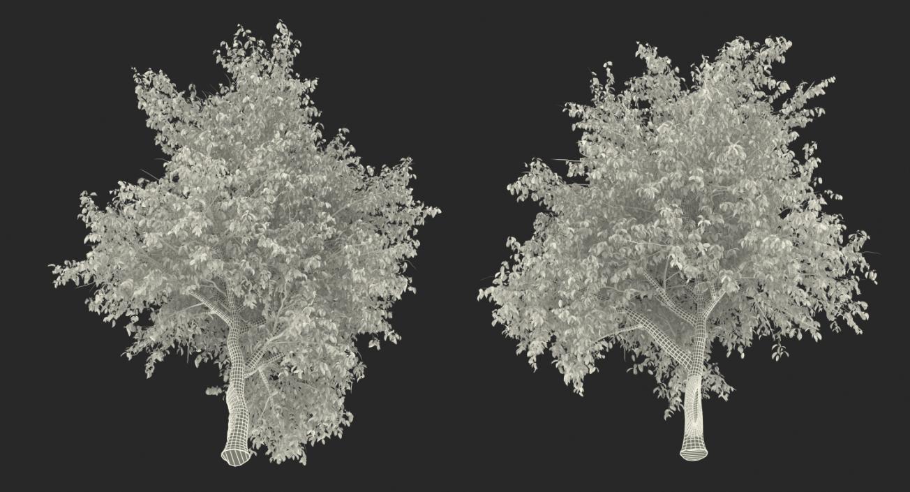 3D Autumn Pear Tree