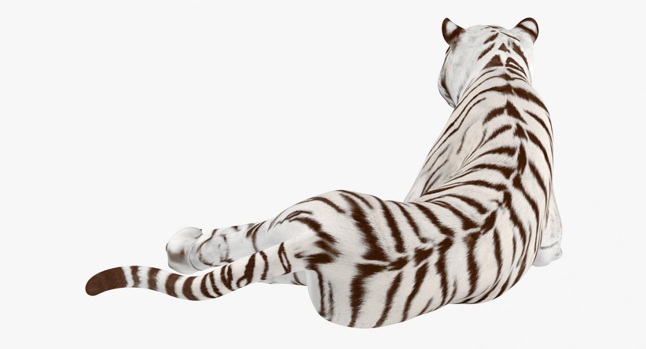 Lying White Tiger 3D