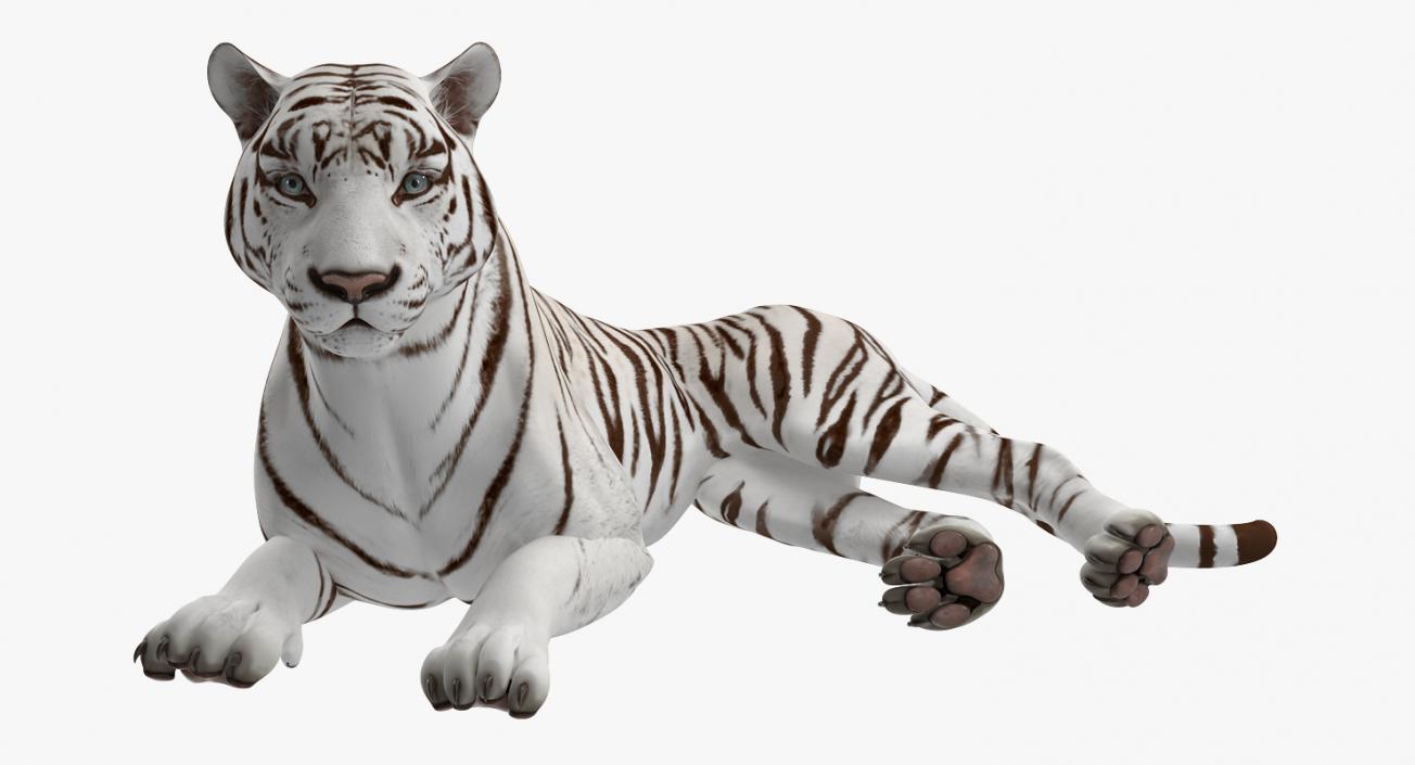 Lying White Tiger 3D