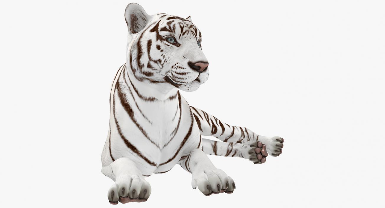 Lying White Tiger 3D