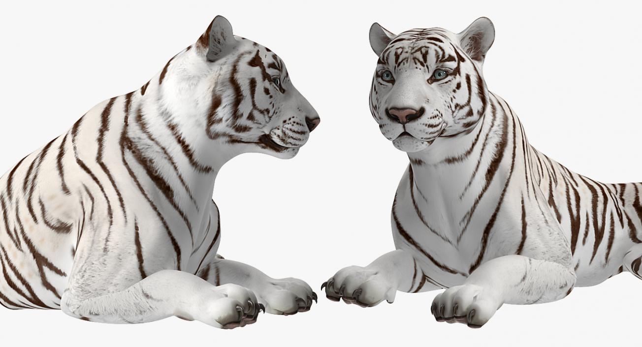 Lying White Tiger 3D