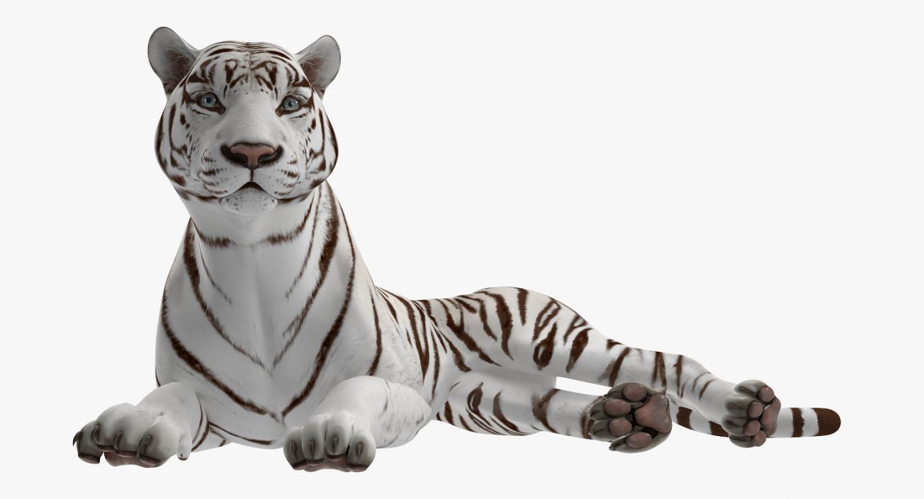 Lying White Tiger 3D