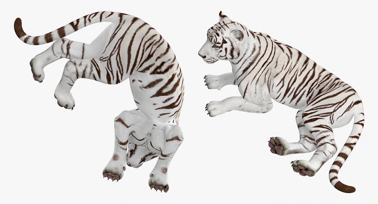 Lying White Tiger 3D