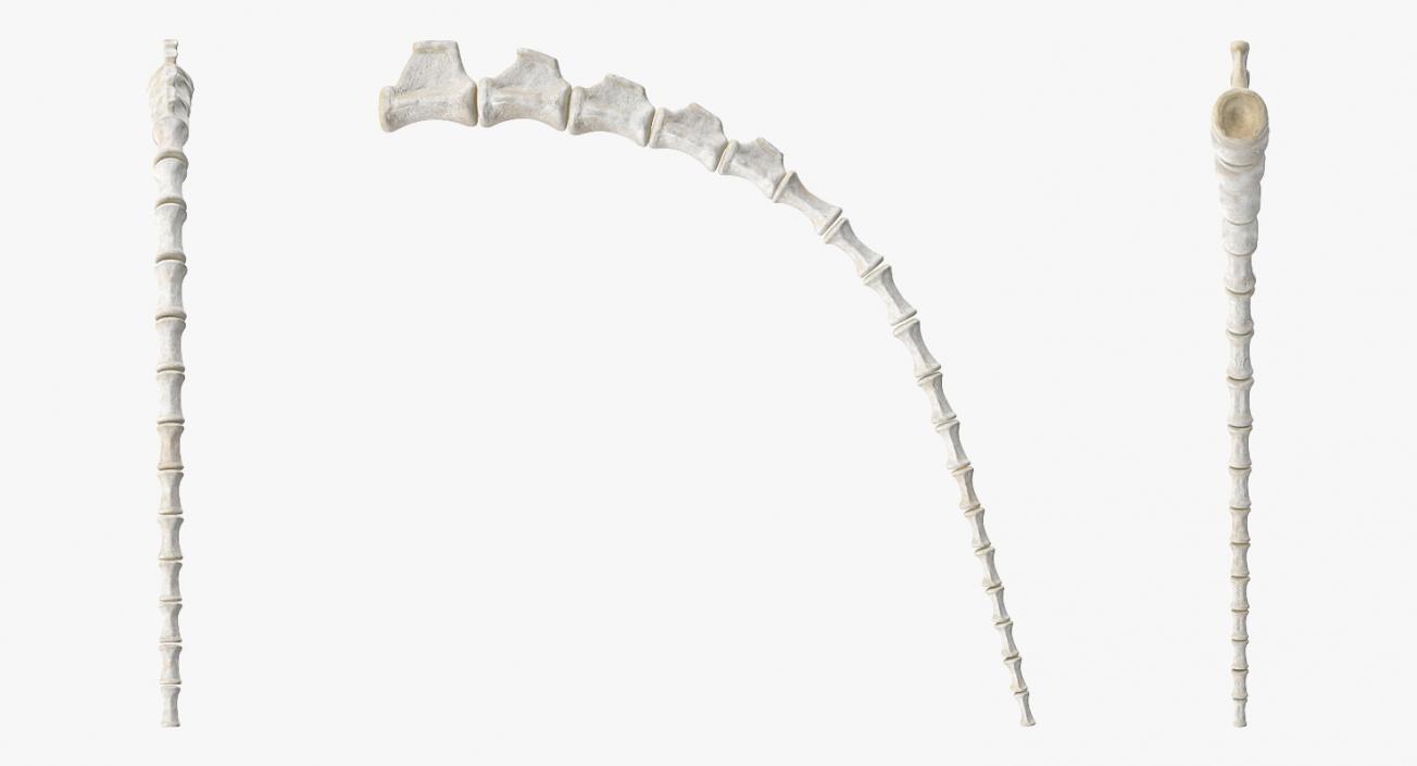 3D Tail Skeleton model