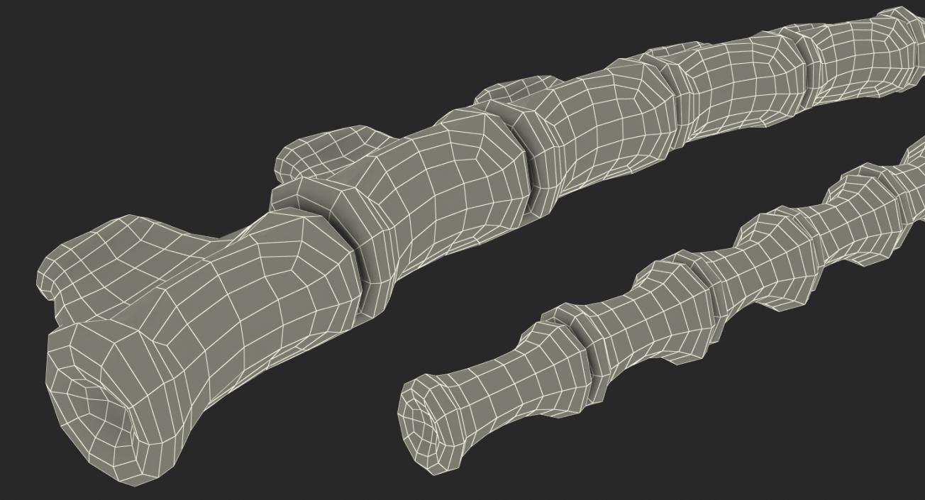 3D Tail Skeleton model