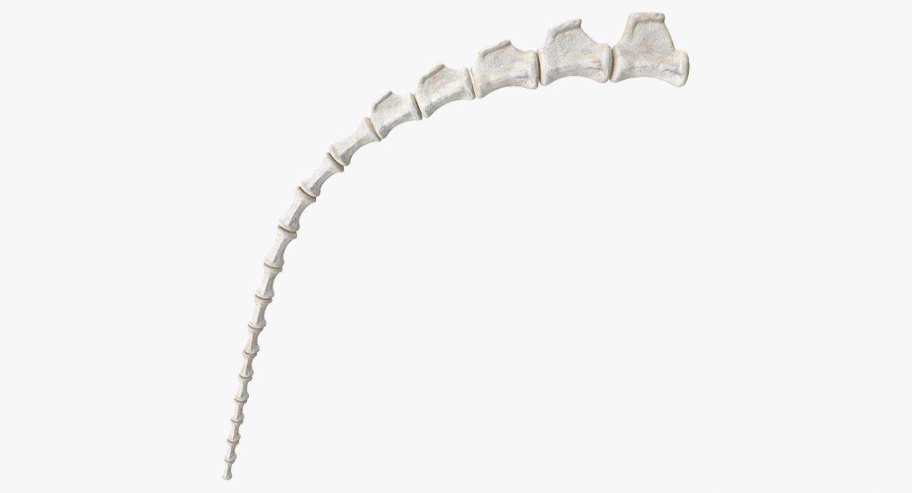 3D Tail Skeleton model