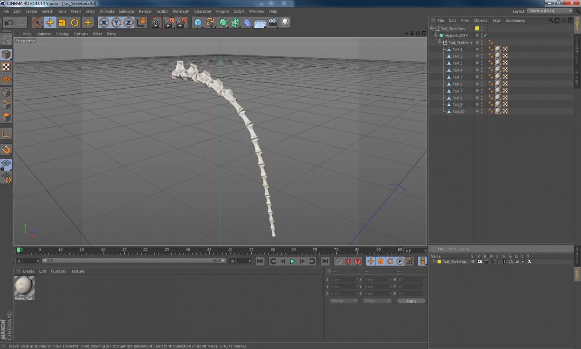 3D Tail Skeleton model