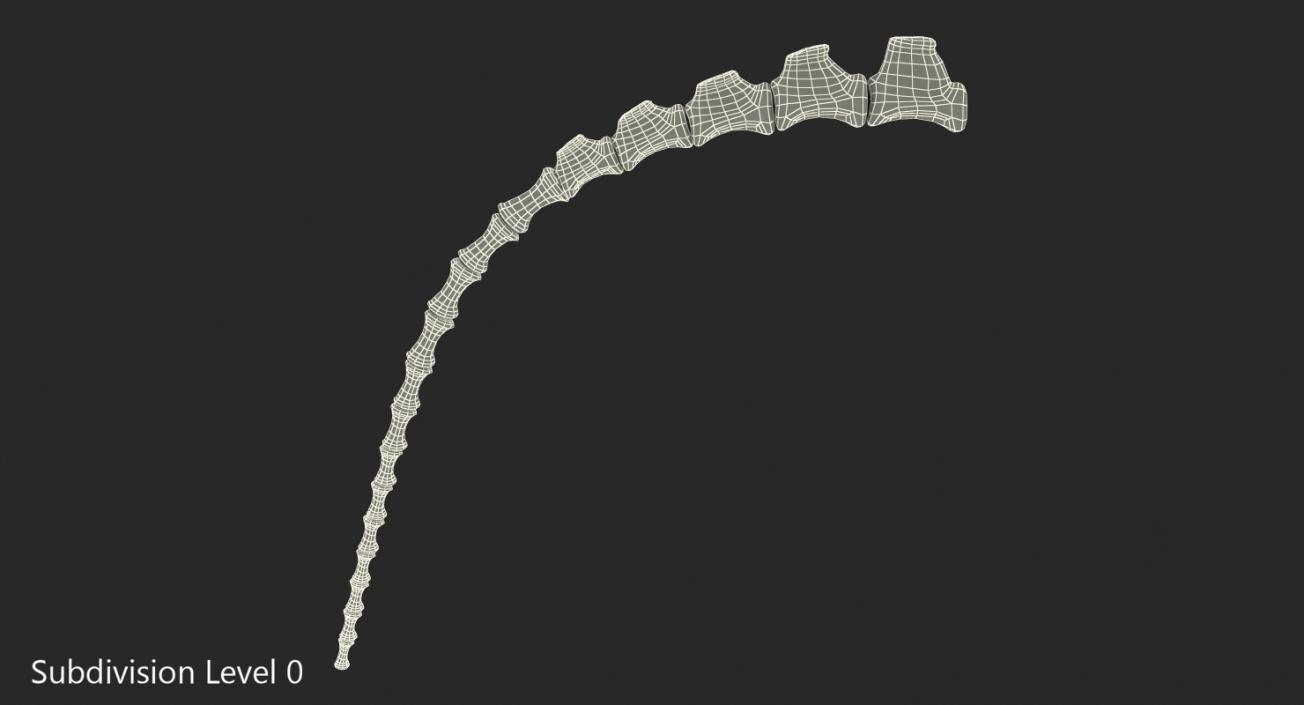 3D Tail Skeleton model