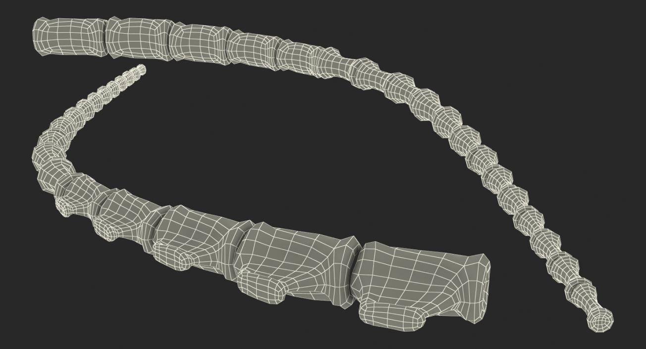 3D Tail Skeleton model