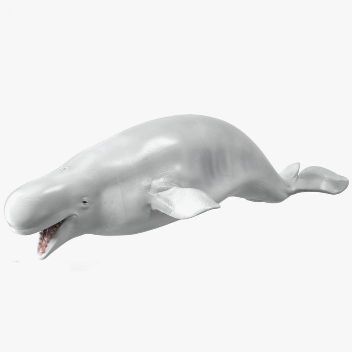 Beluga Whale Adult Rigged for Cinema 4D 3D model