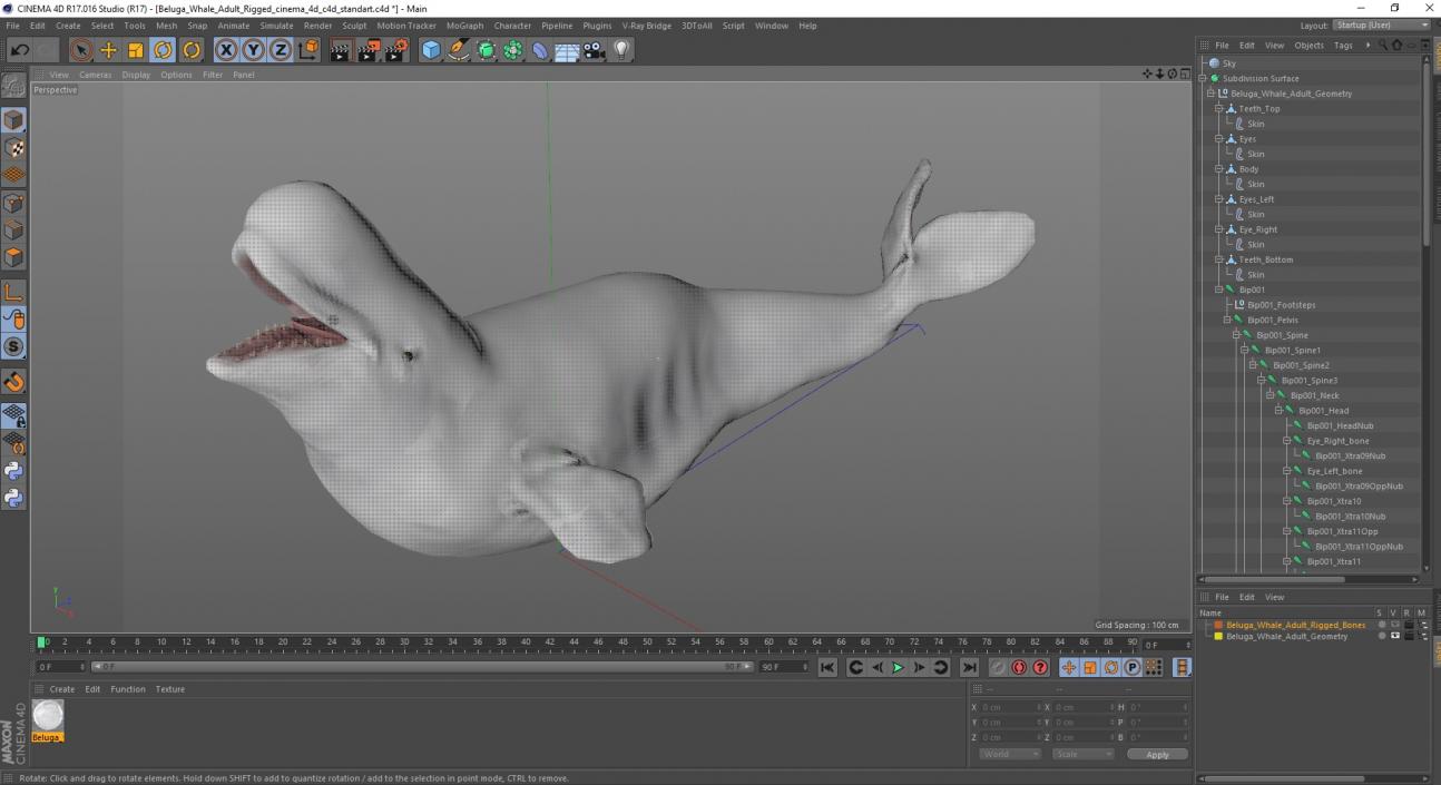 Beluga Whale Adult Rigged for Cinema 4D 3D model