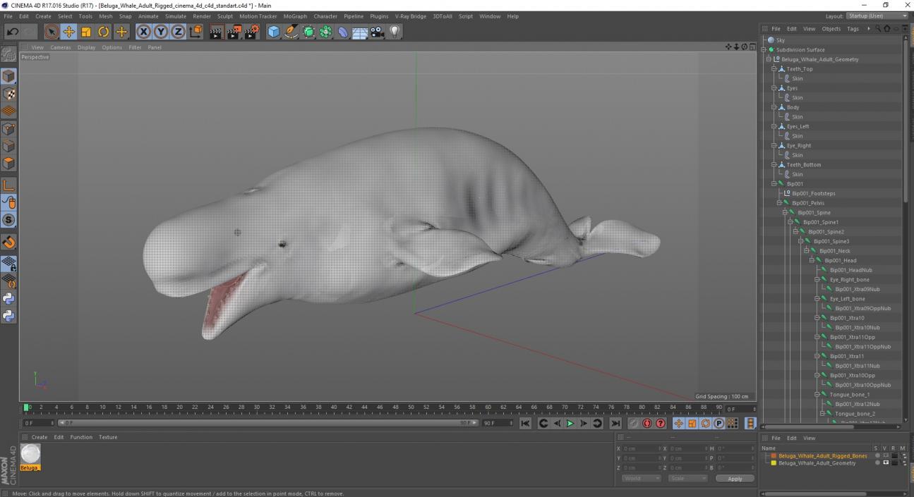 Beluga Whale Adult Rigged for Cinema 4D 3D model