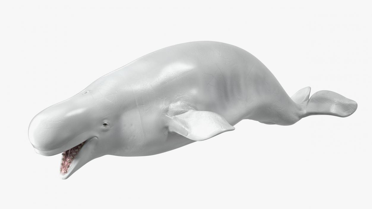 Beluga Whale Adult Rigged for Cinema 4D 3D model